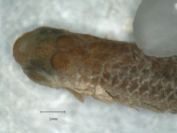Media type: image;   Ichthyology 6839 Aspect: head dorsal,description